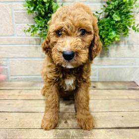 Mini Goldendoodle