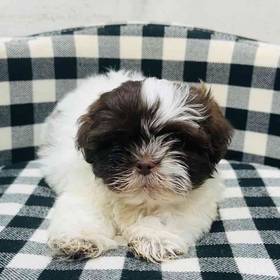 Shih Tzu