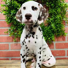 Dalmatian