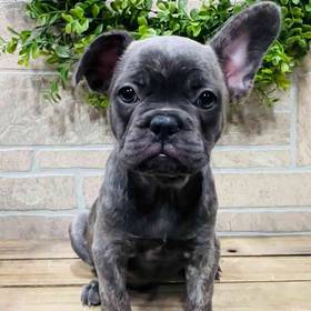 French Bulldog