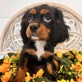 Cavalier King Charles Spaniel